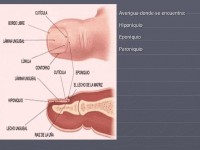 /album/fotogaleria/anatoma-fisiologa-y-patologa-de-las-manos-14-728-jpg/