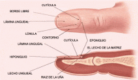 /album/fotogaleria/anatomia-u-as-gif/